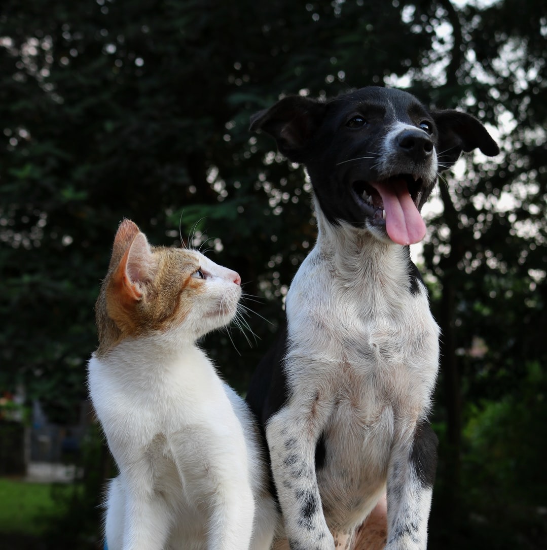 Sindpetshop