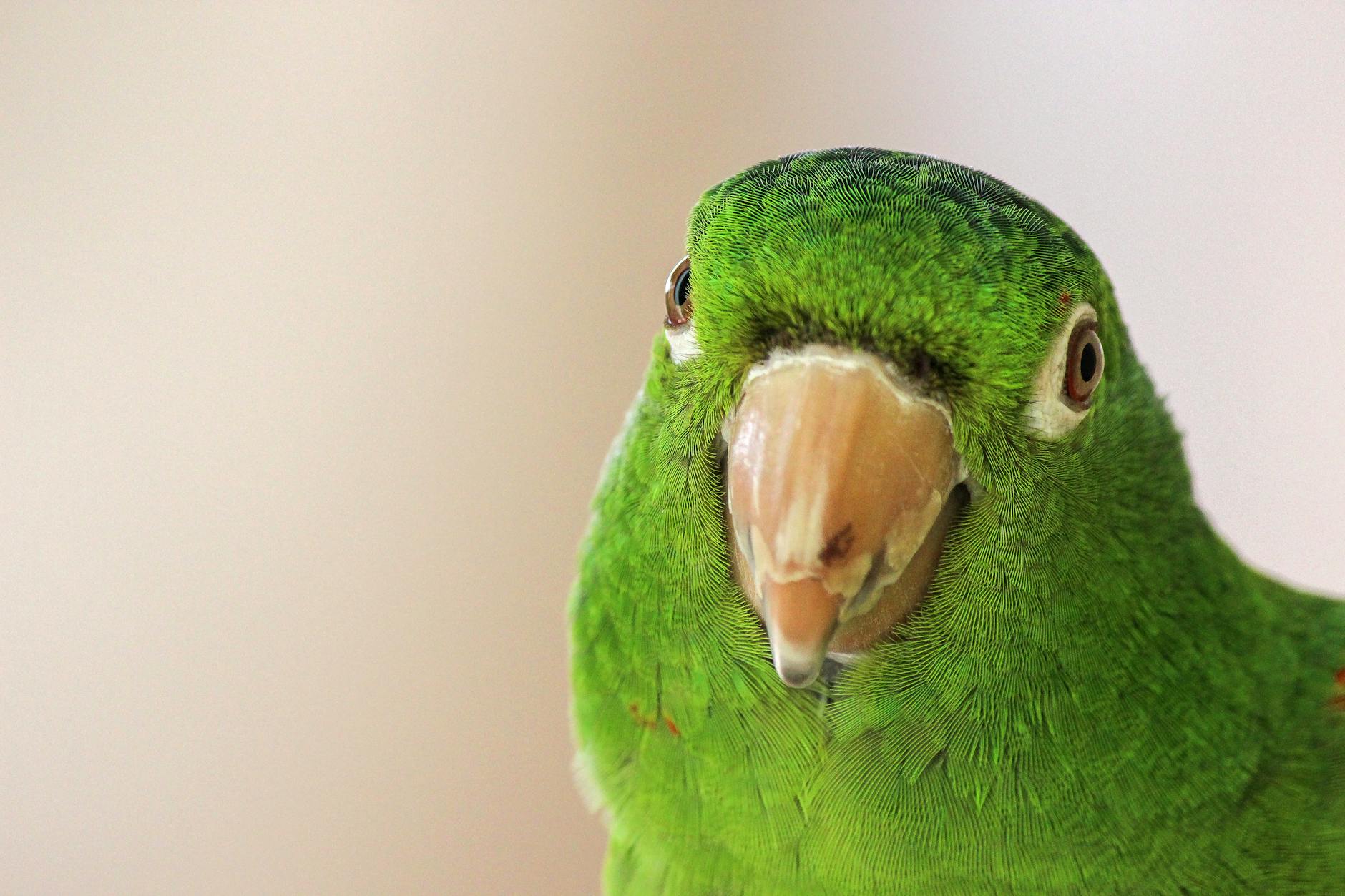 green parrot