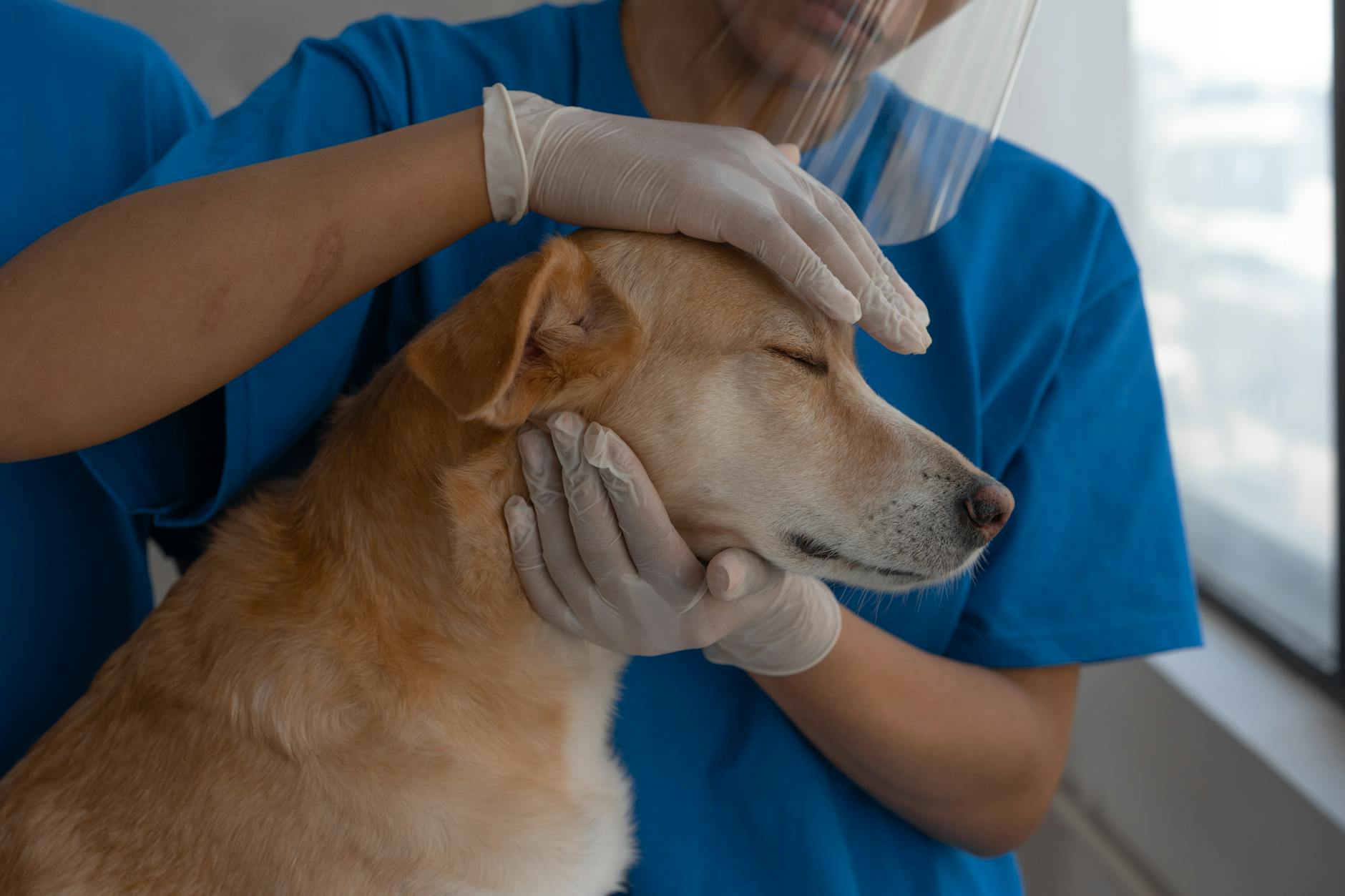 person in blue t shirt holding a brown short coated dog
