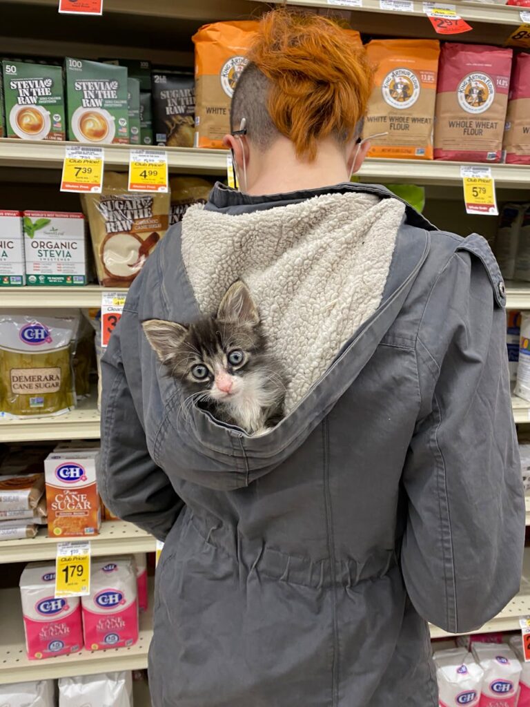 a kitten on a person s hoodie